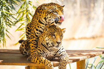 South American jaguar (Panthera onca). Tropical feline 