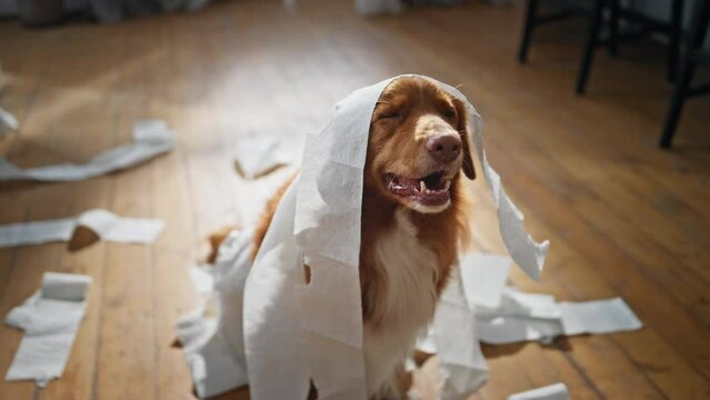 Dog have fun toilet paper in apartment close up. Playful pet wrapped in napkins
