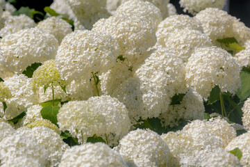 Selective focus bushes of Hydrangea Arborescens flower in the garden, White hortensia or Smooth hydrangea is a species of flowering plant in the family Hydrangeaceae, Natural floral pattern background
