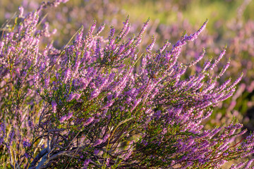 Selective focus of purple flowers in the filed, Calluna vulgaris (heath, ling or simply heather) is...