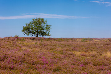 The flowering calluna vulgaris on hillside, Heath, ling or simply heather, The sole species in the genus Calluna in the family of Ericaceae, Lemelerberg or Archemerberg, Ommen, Overijssel, Netherlands