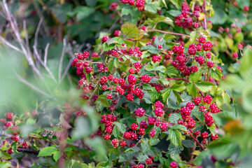 Selective focus of wild blackberries, Branches of red ripe blackberry in the forest, Rubus is a large and diverse genus of flowering plants in the rose family, Rosaceae, Health benefits of berries.