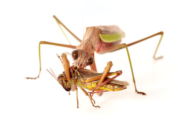 Chinese Praying Mantis (Tenodera sinensis) eating a grasshopper on a white background. 