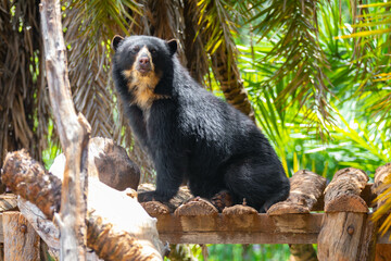 Spectacled bear (Tremarctos ornatus) in selective focus and depth blur.