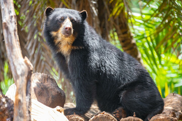 Spectacled bear (Tremarctos ornatus) in selective focus and depth blur.