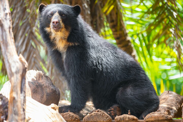 Spectacled bear (Tremarctos ornatus) in selective focus and depth blur.