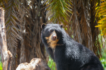 Spectacled bear (Tremarctos ornatus) in selective focus and depth blur.