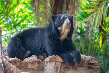 Spectacled bear (Tremarctos ornatus) in selective focus and depth blur.