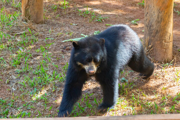 Spectacled bear (Tremarctos ornatus) in selective focus and depth blur.