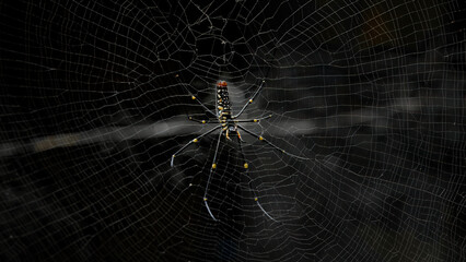 Close up spider make cobweb on the tree in garden is animal wildlife. - Powered by Adobe