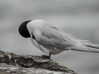 White-fronted Tern Preening Feathers
