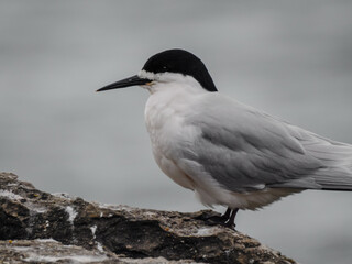 White-Fronted Tern on Rock