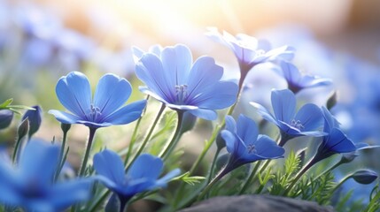 Vibrant blue anemone flowers illuminated by soft sunlight against a blurred natural background.