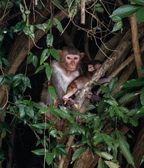 white tailed macaque sitting on a tree