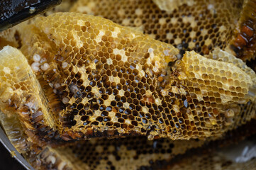 Close up of honeycomb after collecting by beekeeper.