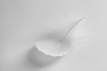 Beautiful fluffy bird feather on white background