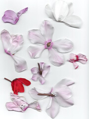 Cyclamen petals multi variety