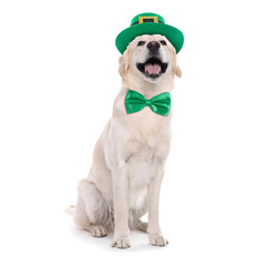 St. Patrick's day celebration. Cute Golden Retriever dog with leprechaun hat and bow tie isolated on white