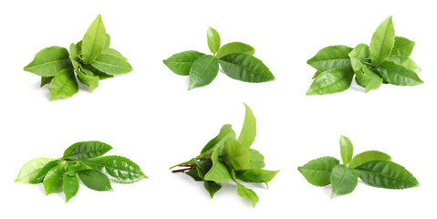 Fresh green tea leaves isolated on white, set