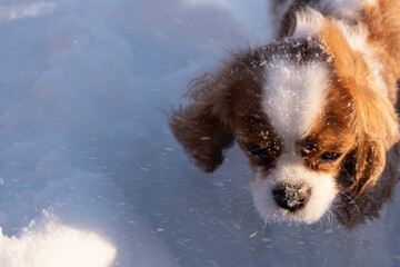 Cute dog, puppy in snow in winter. snowflakes on the dog's fur, pet in snowdrift