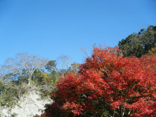 秋の青空と真っ赤な紅葉と緑