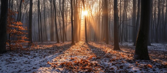 Winter forest with foliage on the ground lit by a bright light.