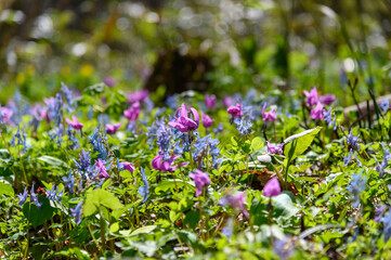 カタクリの花咲く山里