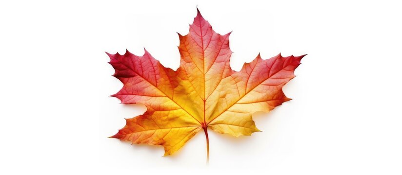 Autumn maple leaf isolated on white background,