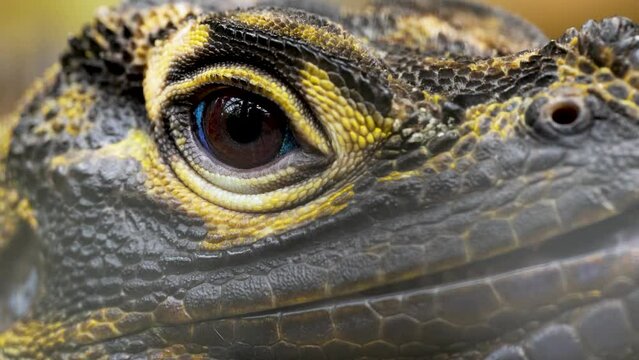 Close view of lizard head and eye looking around	