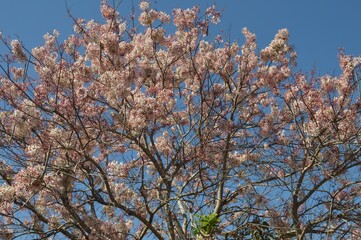 pink flowers and branches against sky