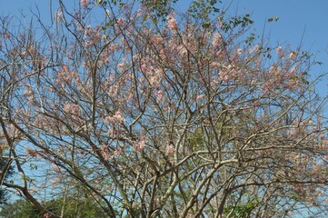 pink flowers and branches against sky