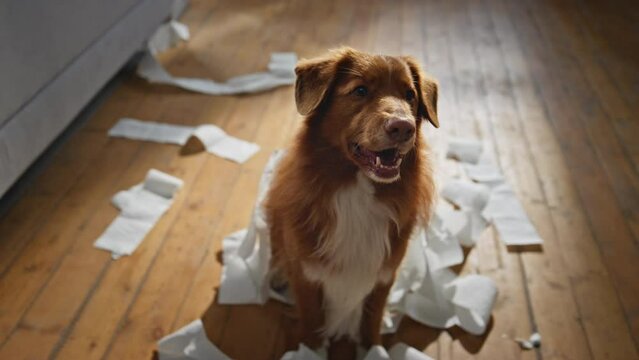 Cute pet misbehave home close up. Naughty dog unrolling chewing toilet paper
