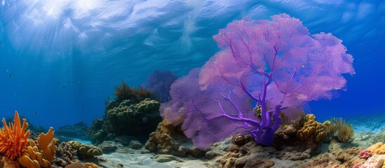 Sea fan, colored purple, on the Bonaire Island coral reef.