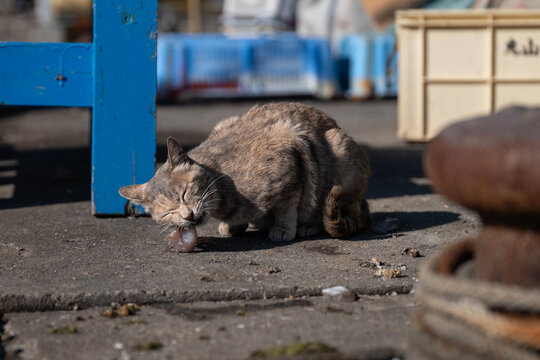 漁港の猫
Cat photographed at the fishing port