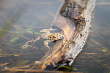 Erdkr&ouml;te an der Wasseroberfl&auml;che in einem Teich