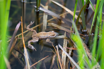 Erdkröte an der Wasseroberfläche in einem Teich