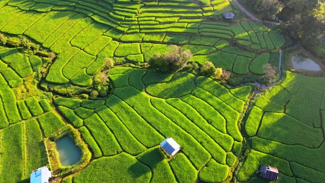 Bamboo hut homestay farm with Green rice paddy fields in Northern Thailand Chiang Mai region, drone aerial view of green rice fields in Thailand