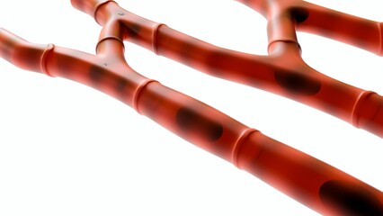 isolated cardiac muscle, also known as heart muscle or myocardium, is a type of muscle tissue that makes up the heart, 3d rendering.