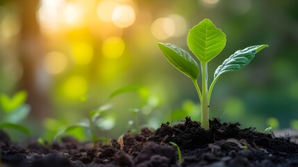 A small plant is seen sprouting out of the ground. This image can be used to depict growth, new beginnings, or nature's resilience. 