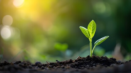 A small plant is seen sprouting out of the ground. This image can be used to depict growth, new beginnings, or nature's resilience. 