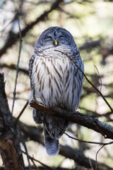 A Barred Owl Napping During the Day