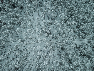 winter in the forest view from below view from above , bird's eye view, drone view