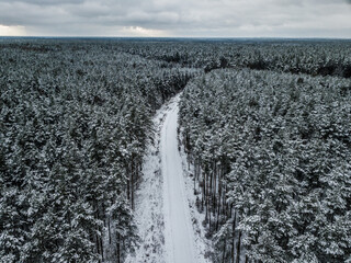 winter in the forest view from below view from above , bird's eye view, drone view