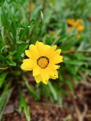 yellow flower in the garden.
