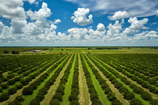 View from above of green farmlands with rows of orange grove trees growing on a sunny day in Florida