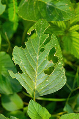 spinach plant leaves that are being eaten by caterpillars