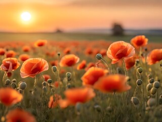 Obraz premium Field of poppies. Photo. Background.