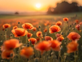 Obraz premium Field of poppies. Photo. Background.