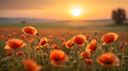 Obraz premium Field of poppies. Photo. Background.