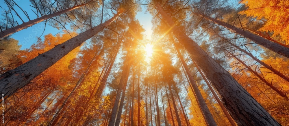 Canvas Prints the tall trees in the sunny forest during autumn.